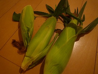 とにかく力強さのあるとうもろこし（撮影に失敗しました）